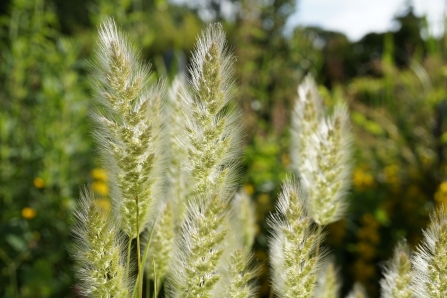 Annual Beard‐grass Polypogon monspeliensis