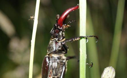 Stag beetle emerging from grass 2019