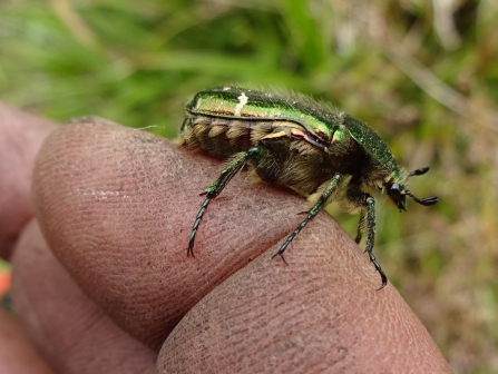 Rose Chafer on finger