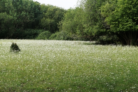 The donkey-field down the road, yesterday, ablaze with Corky-fruited Water-dropwort.