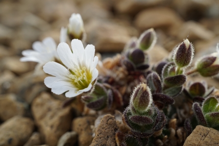 Edmondstons Mouse-ear