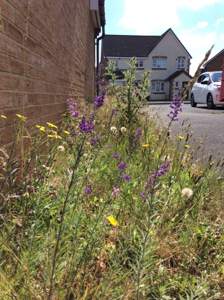 Jan Stroud's meadow - one year on