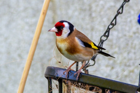 Goldfinch