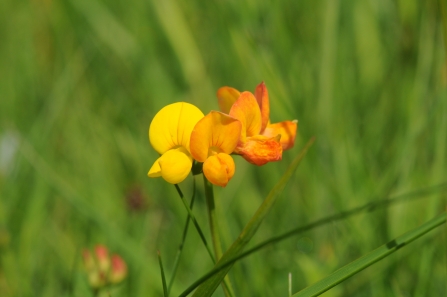 RS2845_Birdsfoot Trefoil RonWards - Jon Oakley