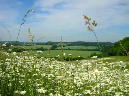 RS3160_Oxeye daisy field, Daisy Family, Noar hill, Alex Cruickshank