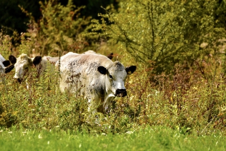 RS7195_Cows by Natasha Weyers