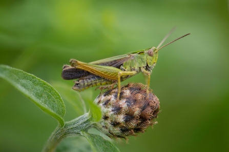 RS7225_Common Green Grasshopper 2-lpr