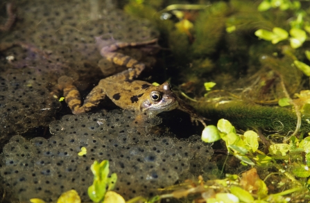 Frog swimming surrounded by frogspawn