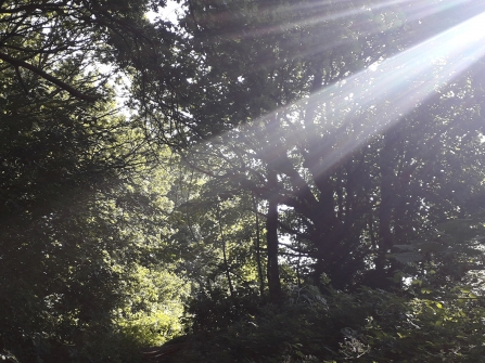 Light streaming through branches of oak tree