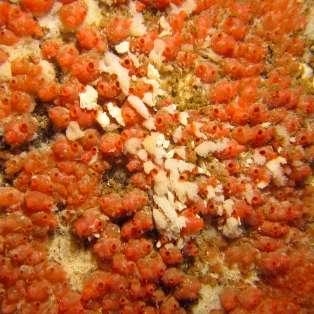 Baked bean sea squirts © Lara Howe