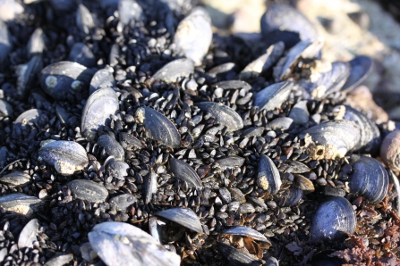 Blue or common mussels © Becky Hitchin
