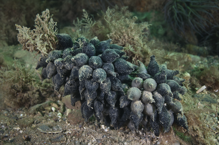 Cuttlefish eggs © Alexander Mustard/2020VISION