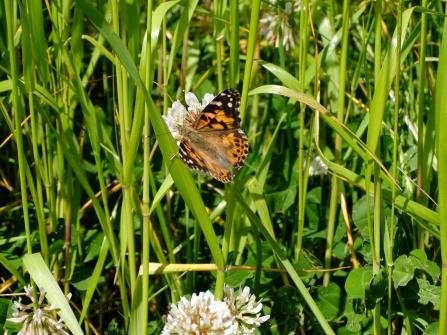 painted lady butterfly in grass