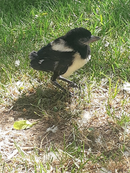 Fledgling magpie in grass