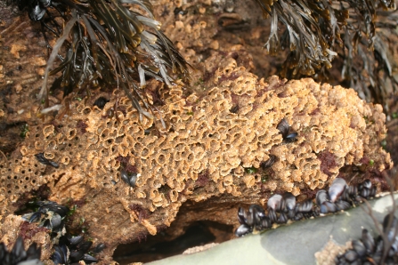 Honeycomb worm reef © Julie Hatcher
