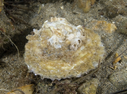 Native oyster © Paul Naylor