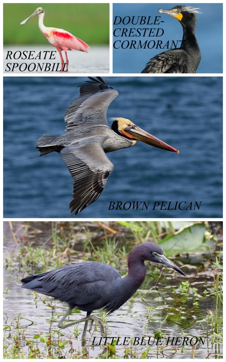 Collage of Florida birds: Roseate spoonbill, double crested cormorant, brown pelican, and little blue heron