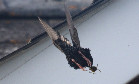 Starling in flight with crab in beak
