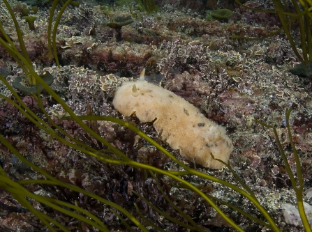 Sea lemon slug © Paul Naylor