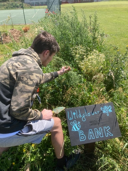 Boy leaning over wildflower bank, looking at wildflowers. Big chalkboard sign with words "Wildflower bank" is planted at the front.