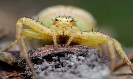 A crab spider in the genus Xysticus