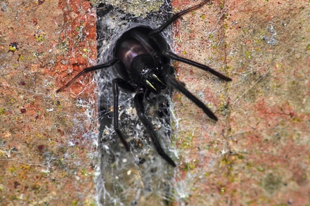 A tube web spider at the entrance of the web. Silken -trip-lines’ radiate around the entrance.