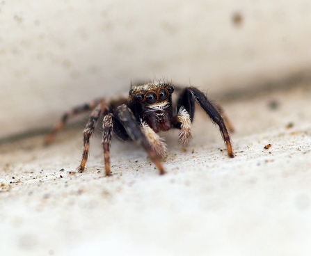Fleecey jumping spider (Pseudophrys lanigera)
