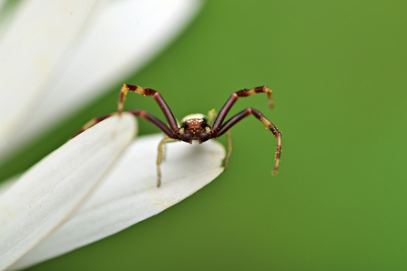 Flower crab spider (Misumena vatia) male