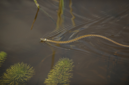 Grass snake © Terry Whittaker/2020VISION