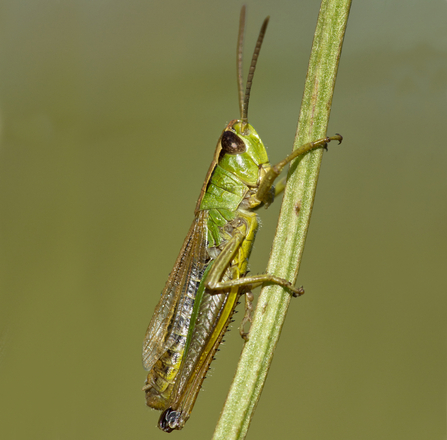 Meadow grasshopper © Guy Edwardes 2020VISION