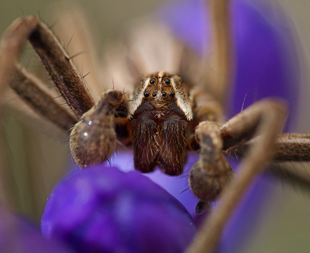 Nursery Web Spider (Pisaura mirabilis)