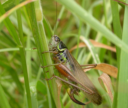 Roesel's bush cricket © Bruce Shortland