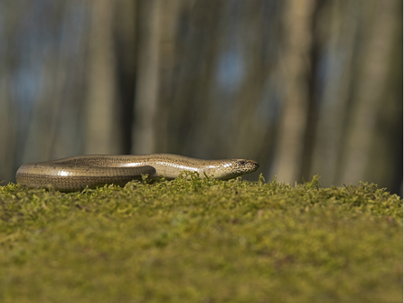 Slow worm © Mark Ollet