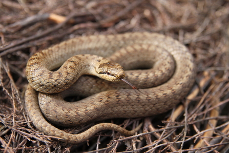 Smooth snake © Steve Davis 