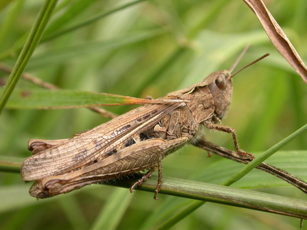 Field grasshopper © Philip Precey