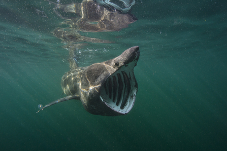 Basking shark 2 (c) Alexander Mustard 2020VISION