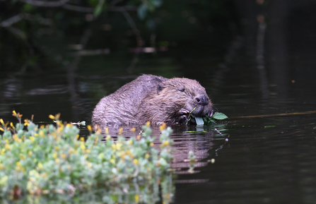 Beaver (C)David Parkyn Cornwall Wildlife Trust