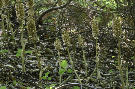 Birds-nest orchid (c) Les Binns