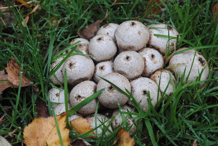 Puffballs (c) Amy Lewis