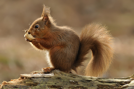 Red squirrel (c) John Bridges