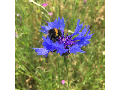 bee on wildflower 