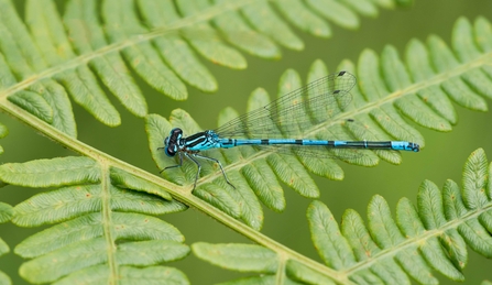 Azure damselfly © Chris Button