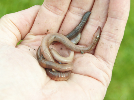 Earth worm in palm of hand