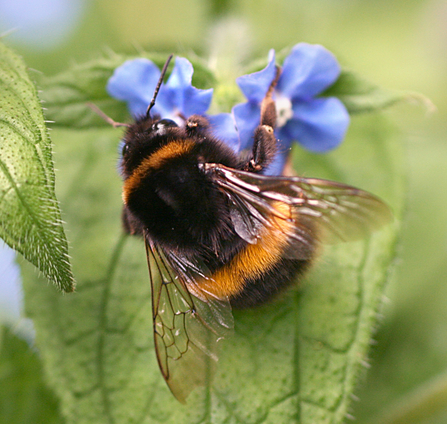 Buff-tailed bumblebee on flower