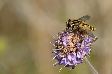 Hoverfly - Helophilus pendulus 