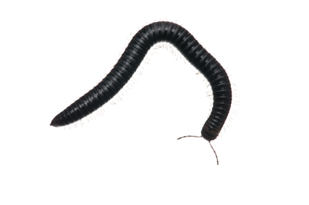 millipede