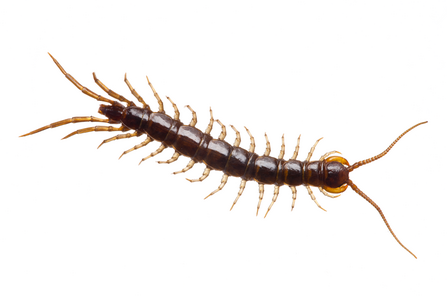 Brown centipede