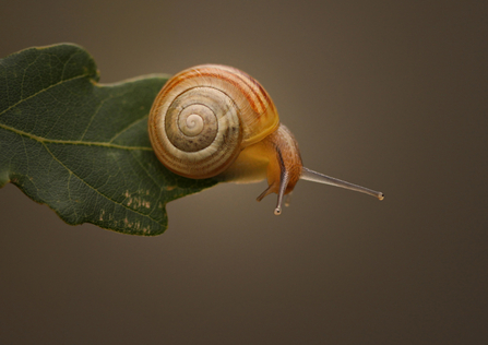 Snail on tip of oak leaf