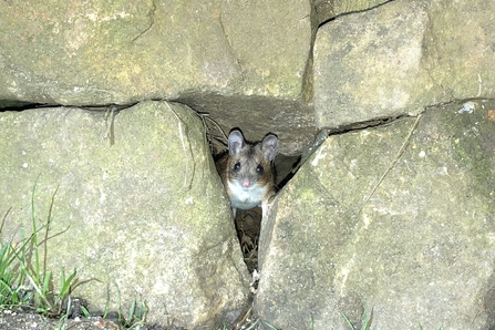 Wood Mouse in stone pile