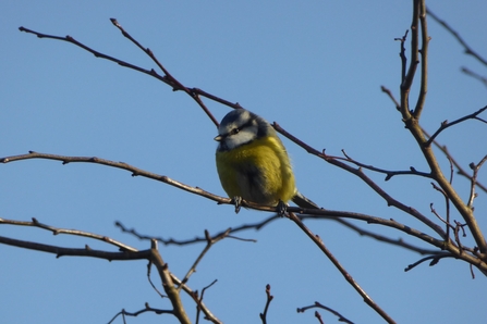 Blue tit on hawthorn